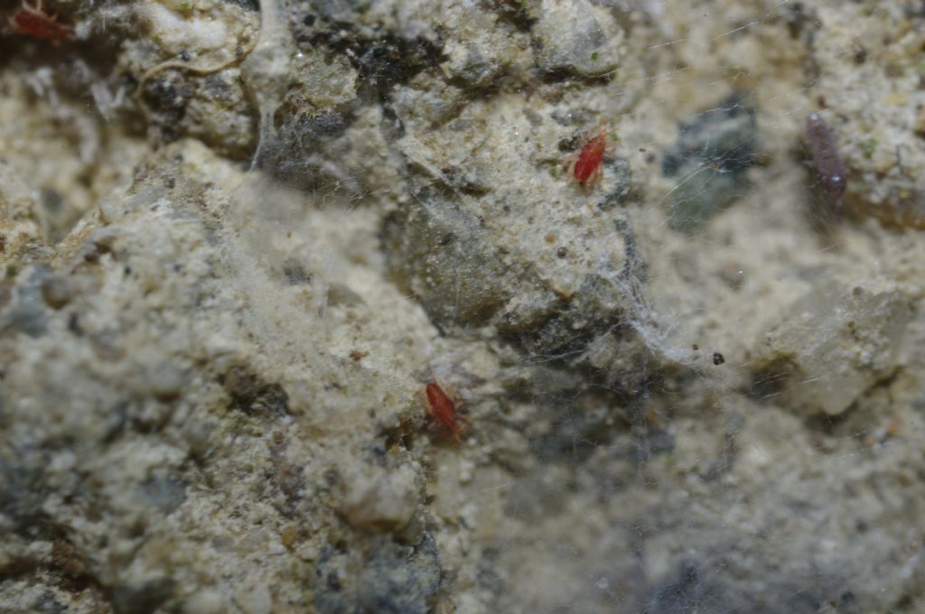 Piccoli acari della famiglia Bdellidae